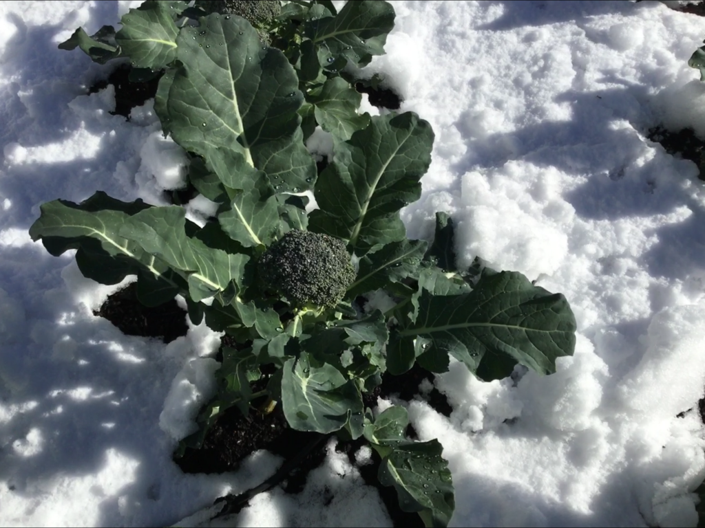 Best Winter Vegetables To Grow MonteGatta Farm