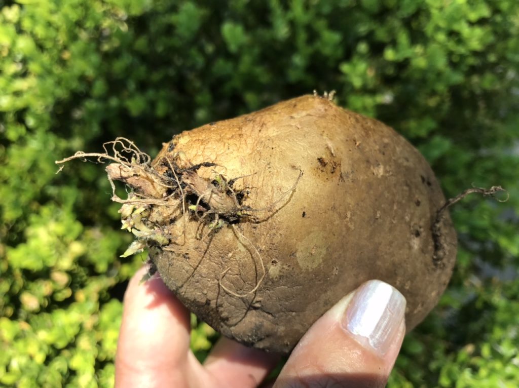 Bulb, Tuber, Corm or Rhizome? | MonteGatta Farm