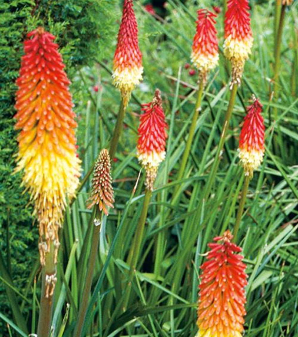 Giant Red Hot Poker Seeds | Kniphofia Nobilis | MonteGatta Farm