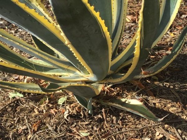 Dividing and Planting Agave Pups | MonteGatta Farm