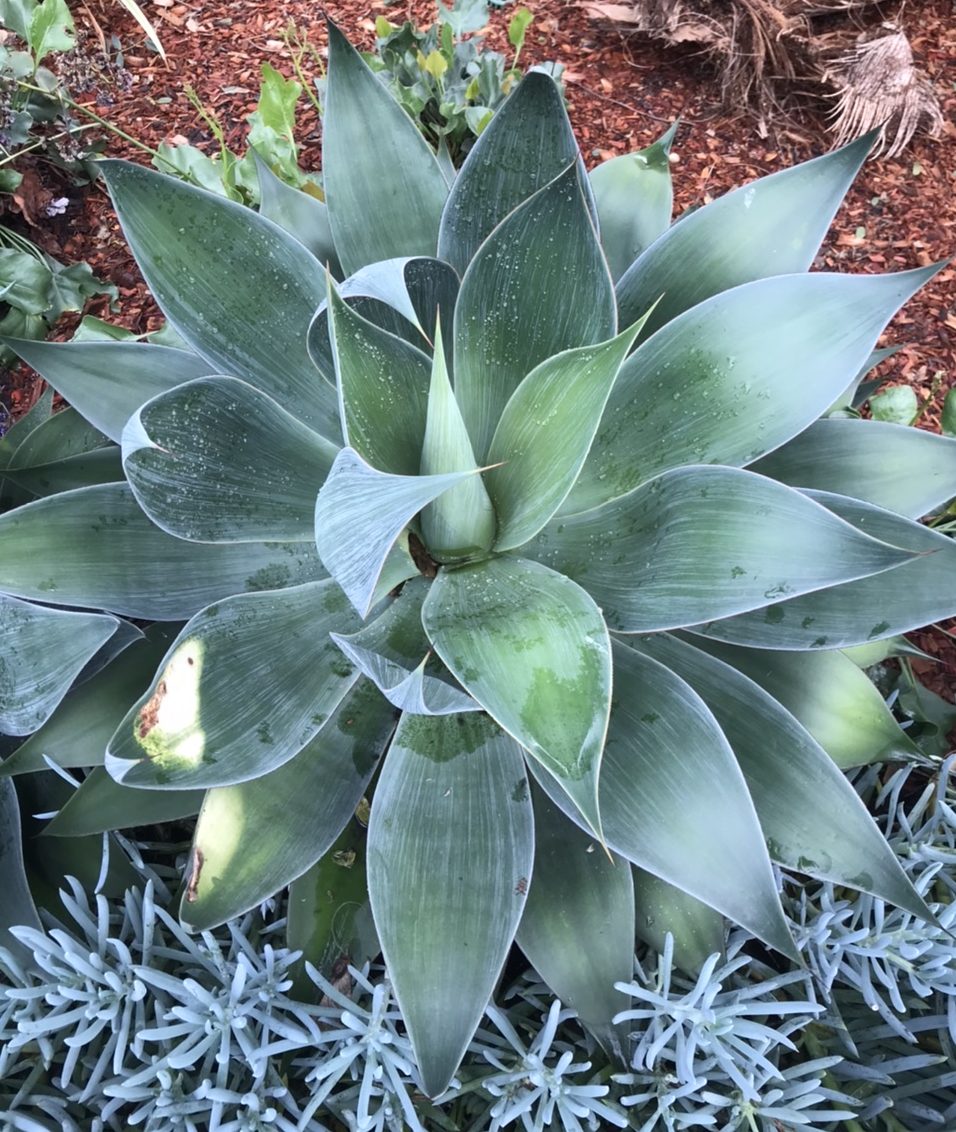 Wonderful Agaves for your Landscape - MonteGatta Farm