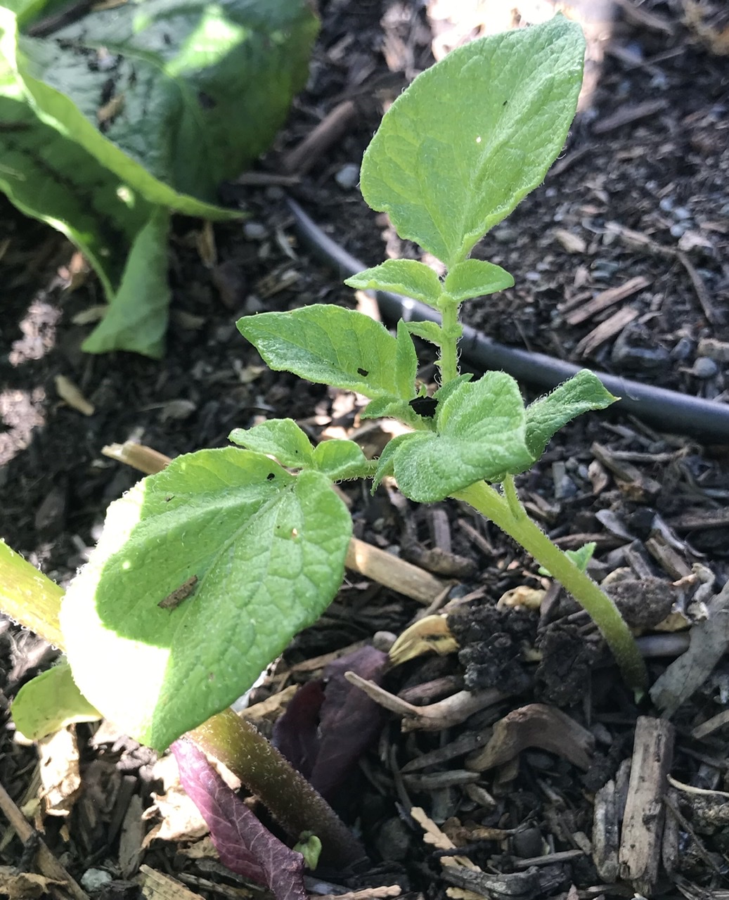 Kitchen Scraps to Regrow into Plants - MonteGatta Farm