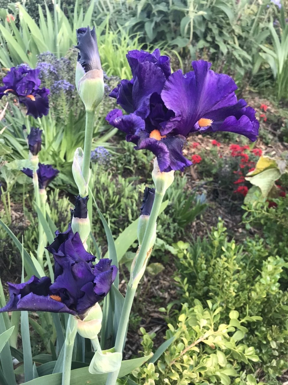 Irises in the Garden | MonteGatta Farm