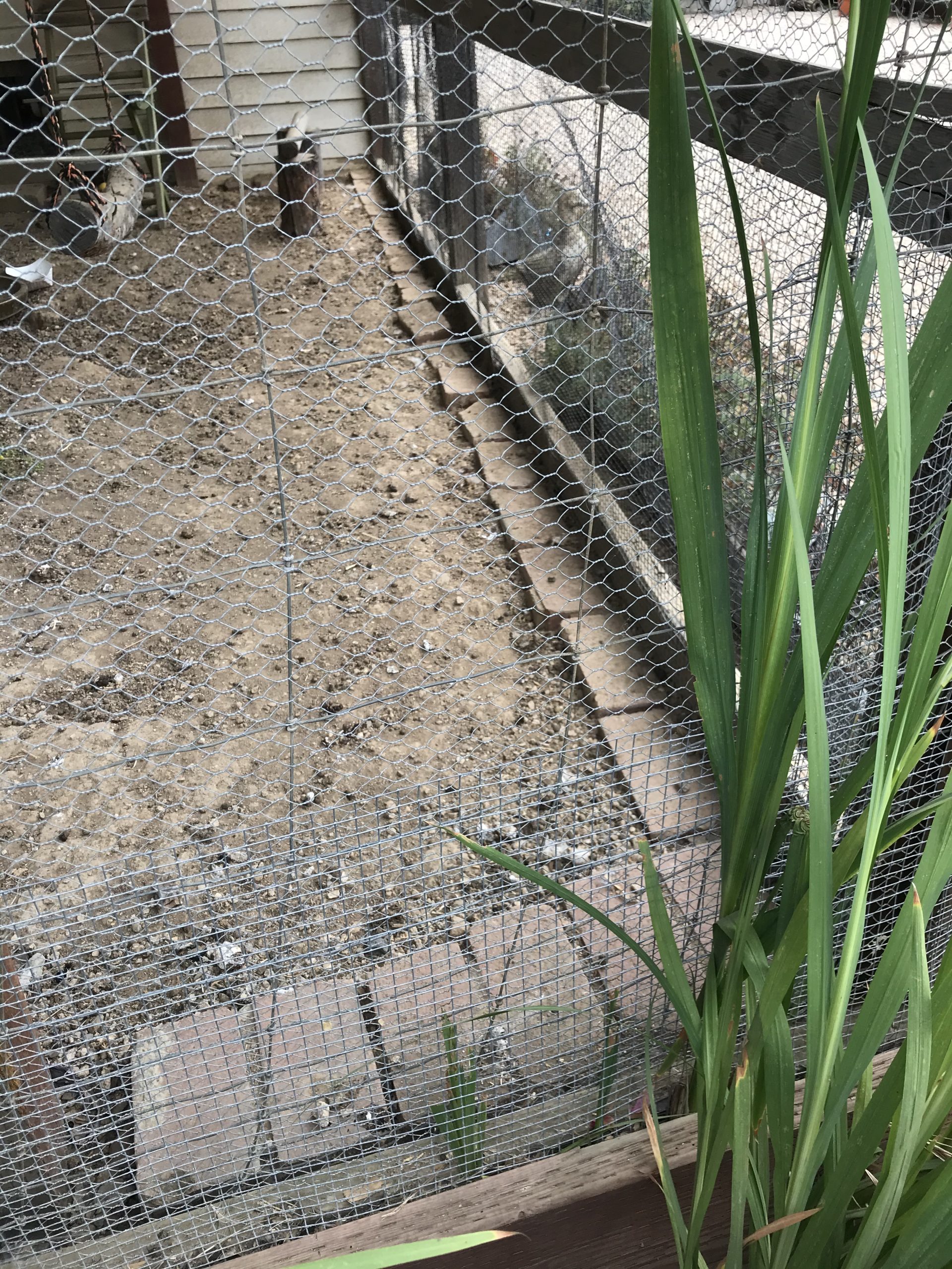 How to Predator Proof Your Chicken Coop - MonteGatta Farm