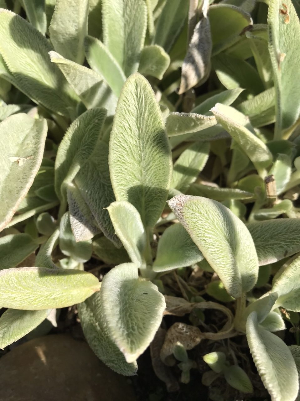 Lamb’s Ears Seeds | Stachys Byzantia | MonteGatta Farm