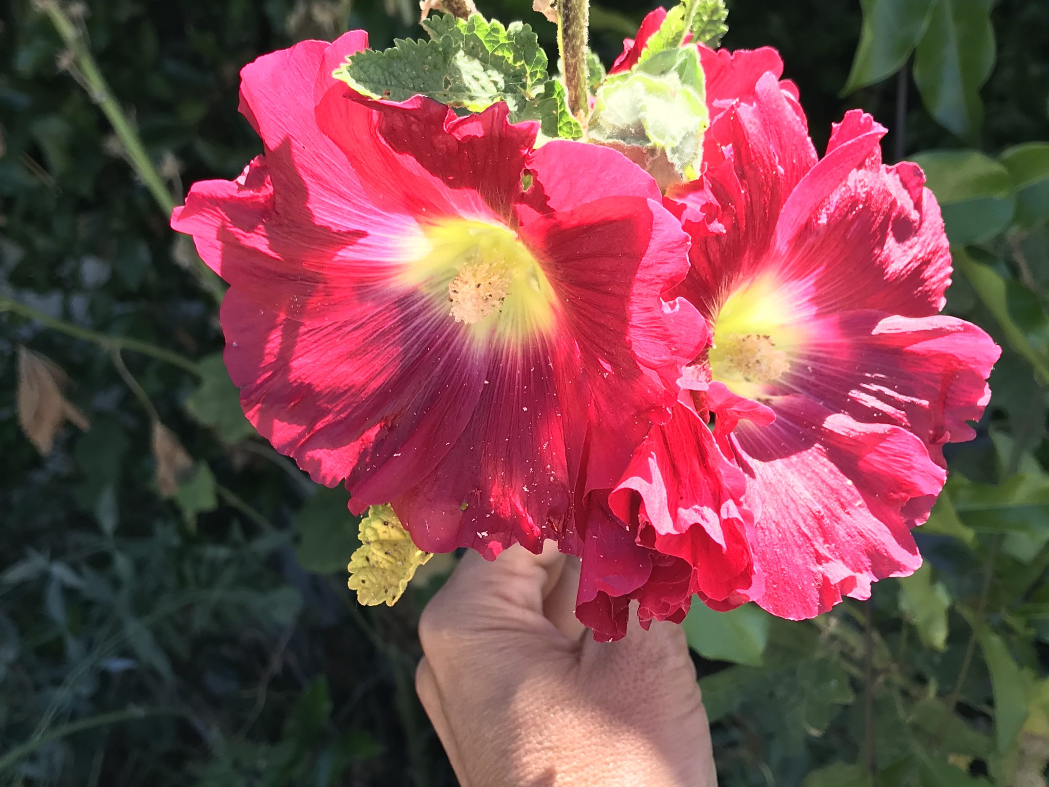 hollyhock seedlings