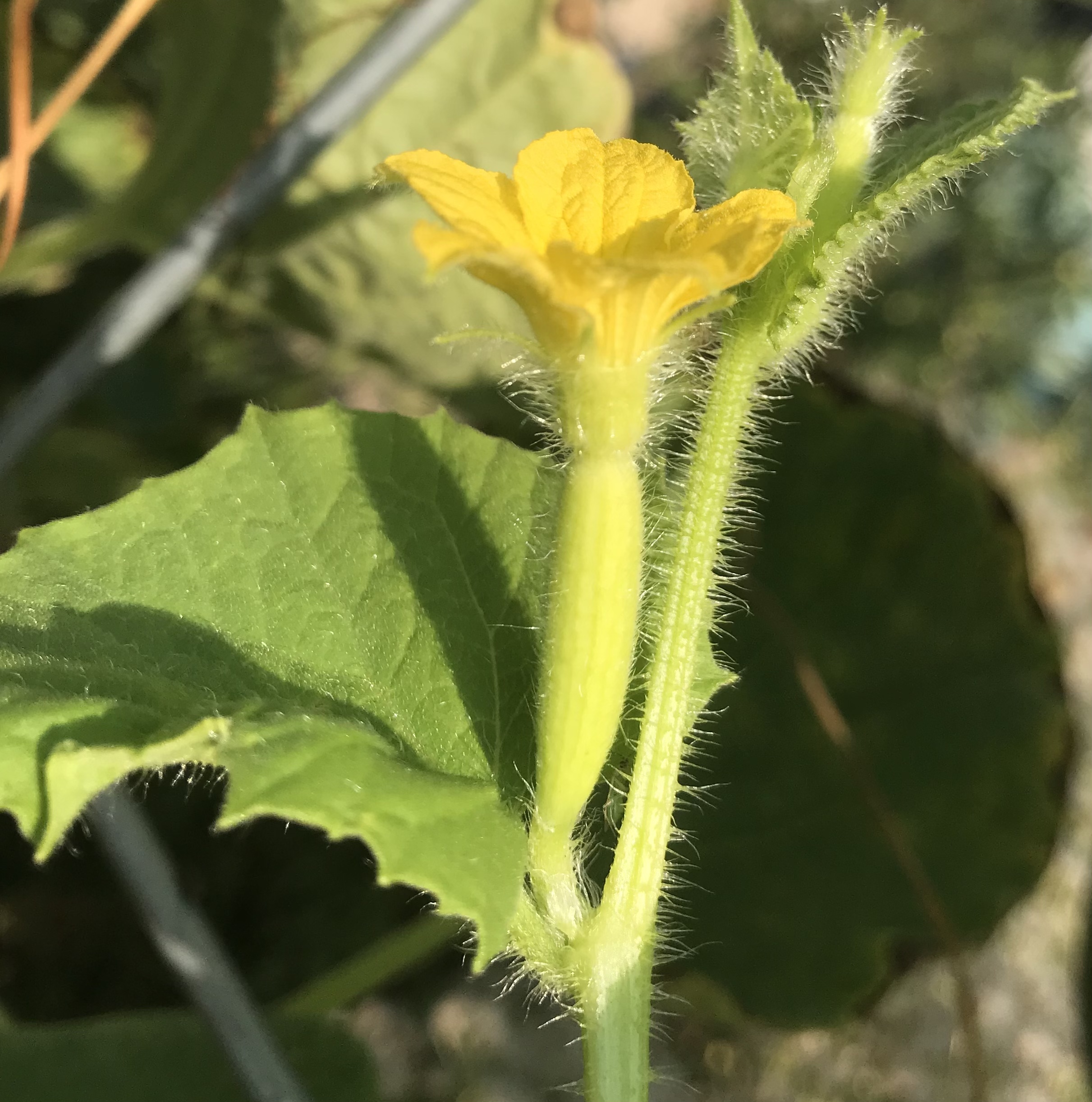 How to Tell Male and Female Squash Blossoms Apart MonteGatta Farm