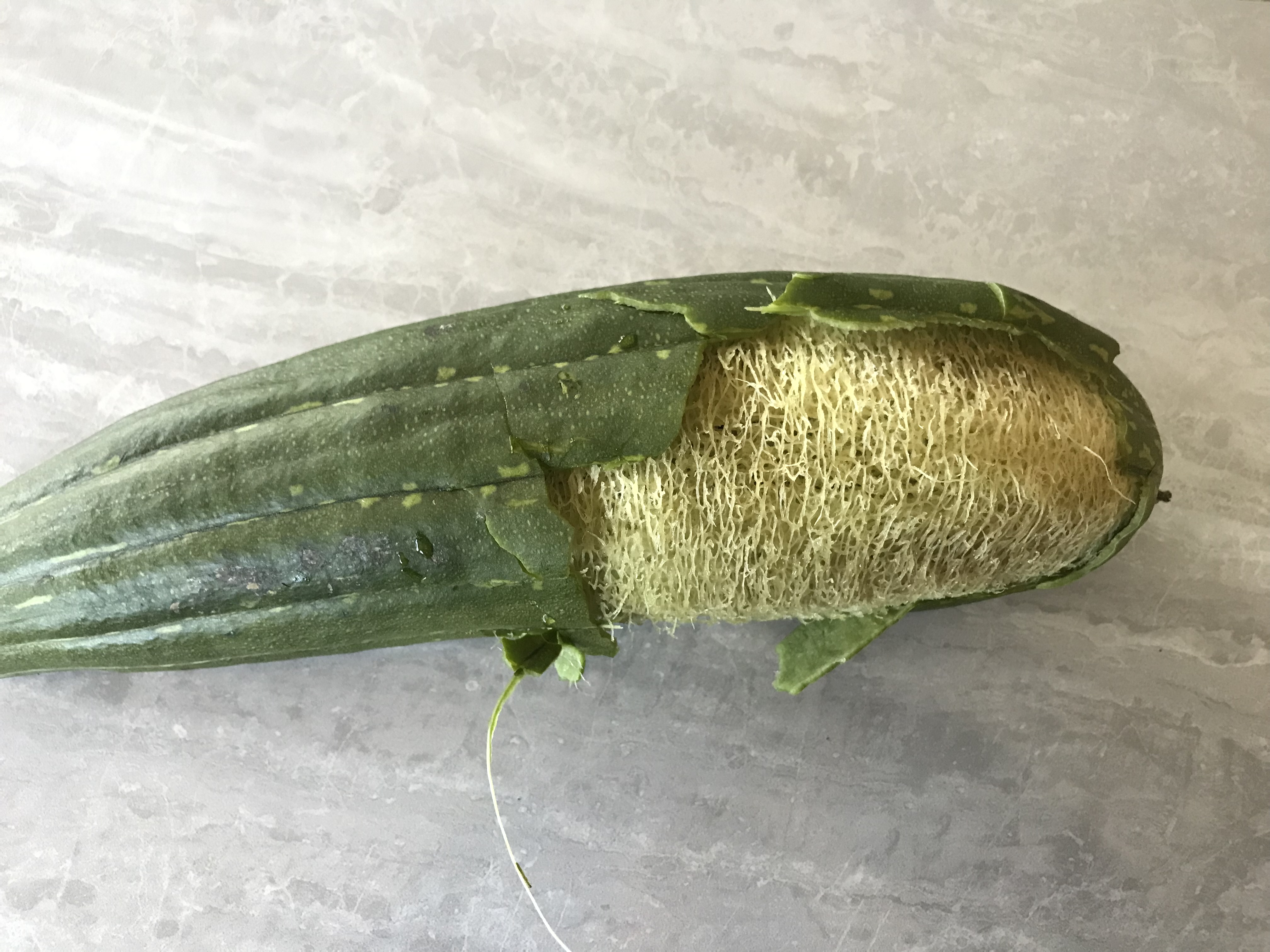 Tips for Growing Luffa Successfully - MonteGatta Farm