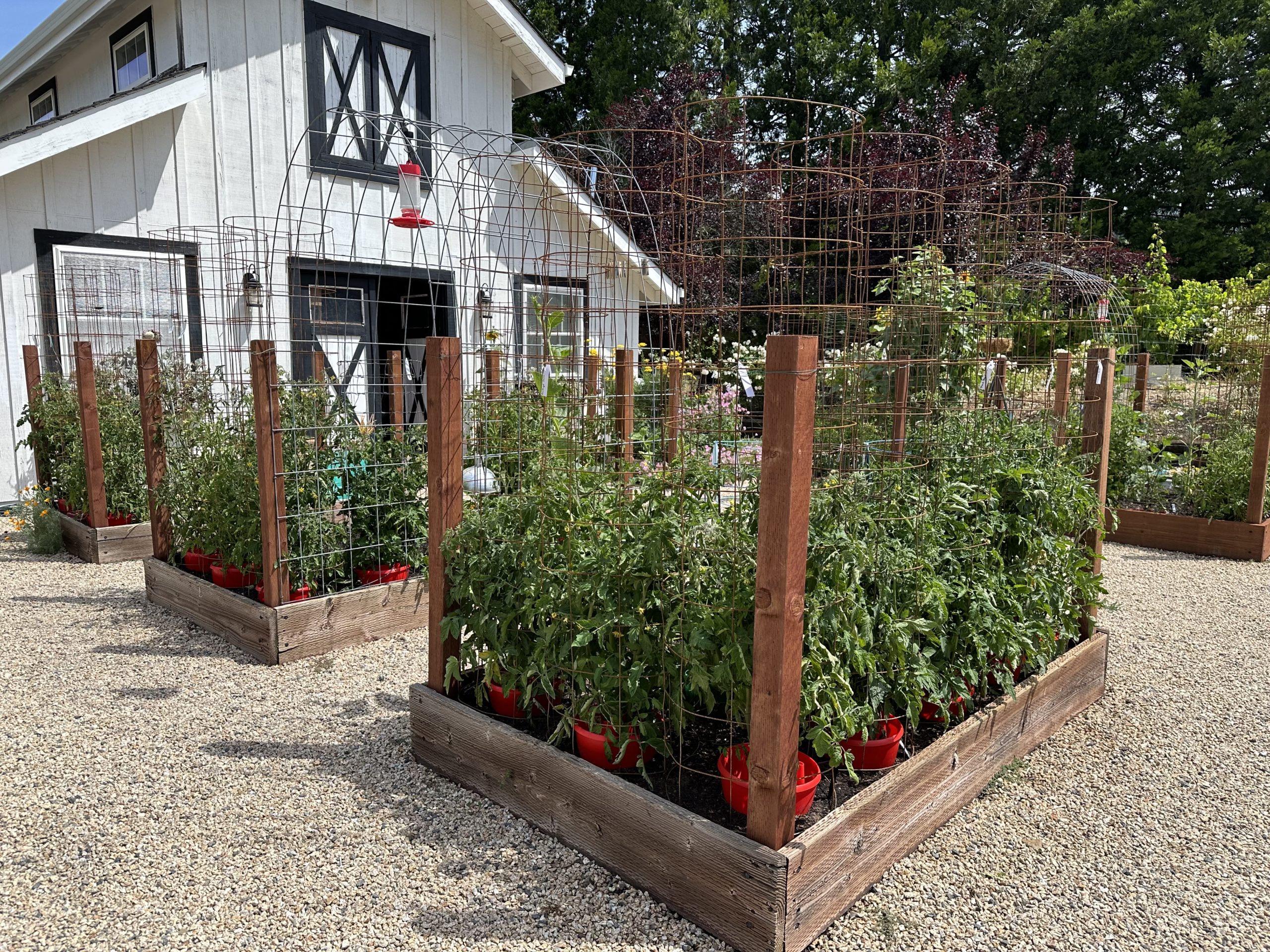 New Tomato Varieties for the 2024 Season - MonteGatta Farm