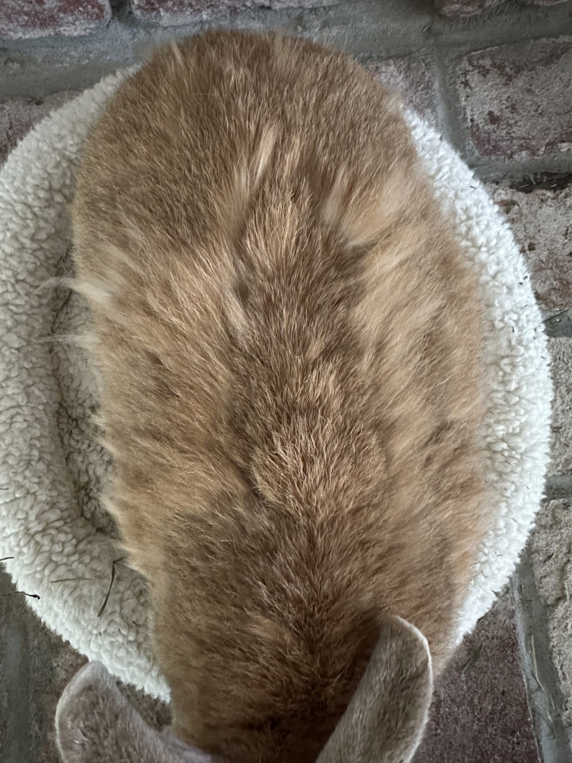 Mottling Rabbit Rabbit Molting: What to Expect and How to Help Your Bunny Through It ...