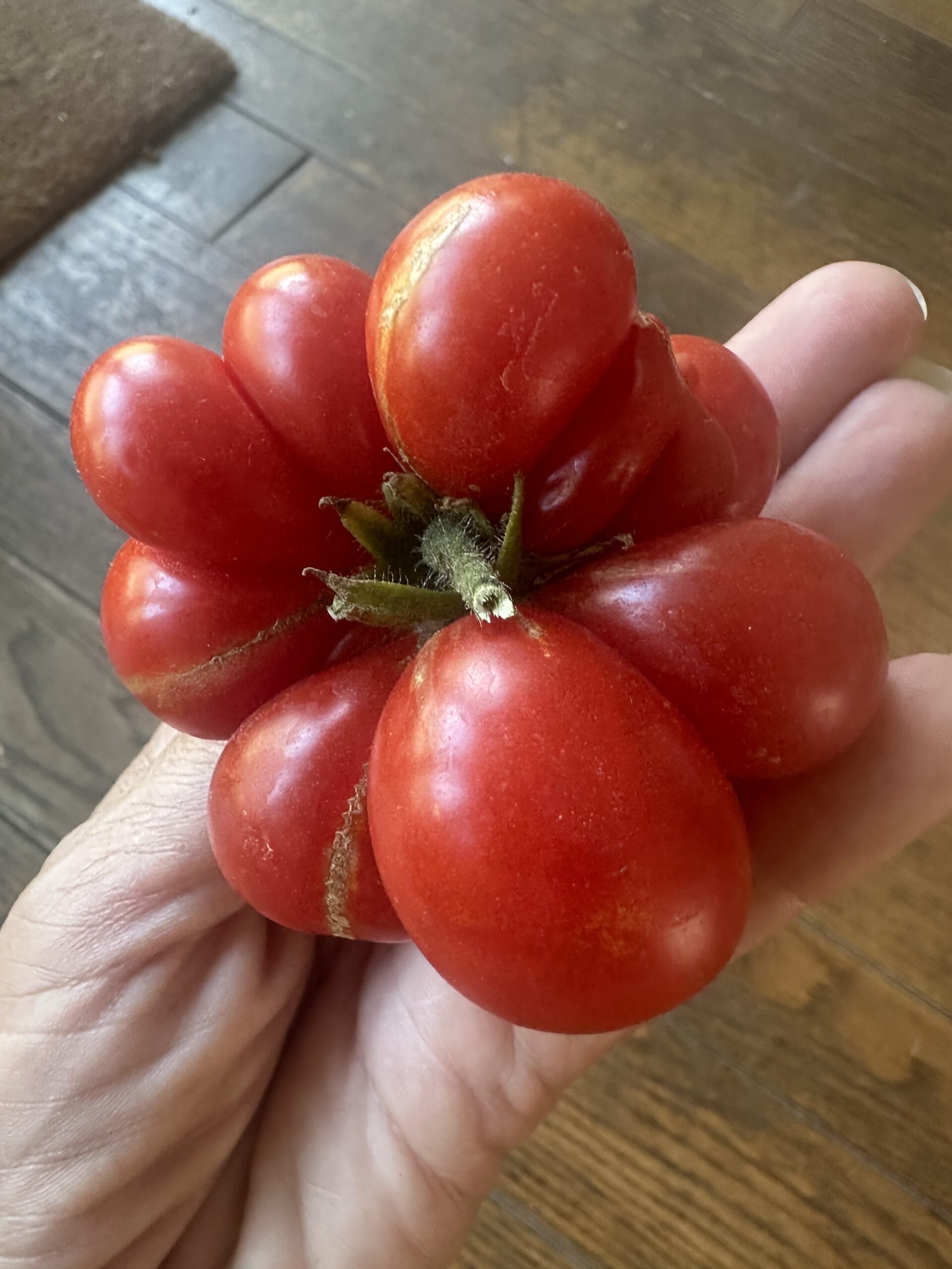Voyager Tomatoes: Exploring the Fascinating Biology Behind a Truly