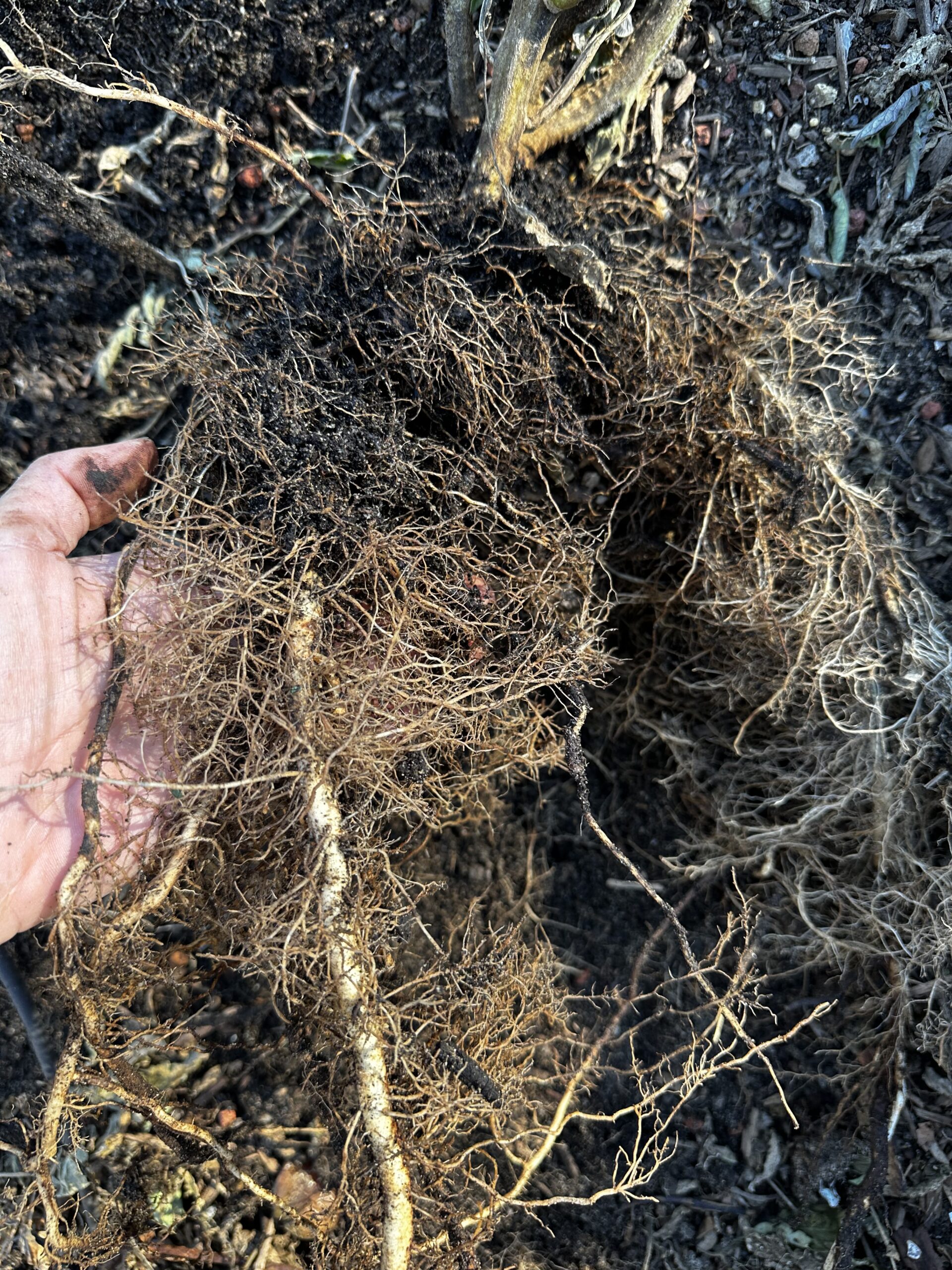 Strong Local Roots Root Science 101: Why Establishing Strong Roots in May Sets the Stage ...